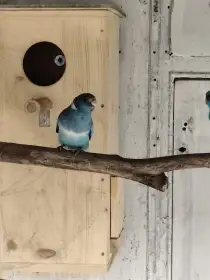Koupím papoušek rudobřičhý a barnard