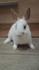 Prodám zakrsleho králíčka