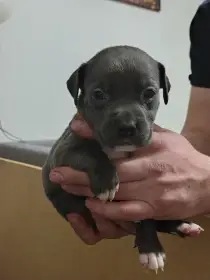 Americký stafordšírský teriér