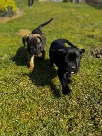 Štěňátka Cane Corso s PP