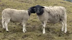 Chovný plamenný beran