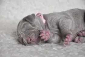 Výmarský ohař krátkosrstý - štěňátko fenka s PP