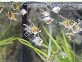 Prodám mladé skaláry L (Pterophyllum scalare), domácí odchov