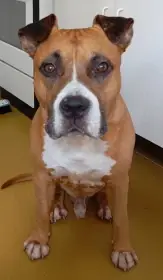 Špičkový pes s PP – Americký stafordšírský teriér ke krytí