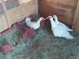 Kachny pyžmové - bílé barvy