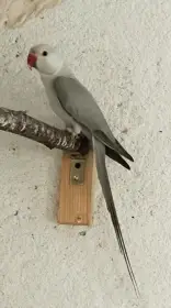 Clearhead fallow 1,0 2 letý