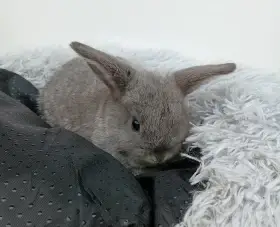 Zakrslý beránek G4