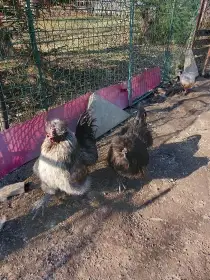 Kohout hedvábničky