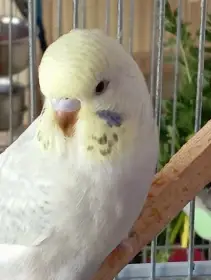 Andulka-mláďata k ochočení