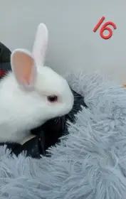 Zakrslý králíček I6