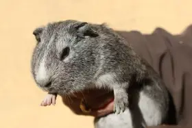 Morče domácí - cuy