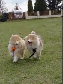 Štěňata kolie dlouhosrstého