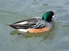 Hvízdák stejnobarvý (čilský) 1.0./2025