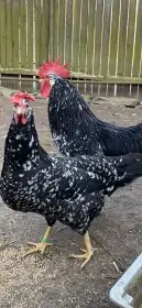 Násadová vejce - vlaška černá bíle skvrnitá