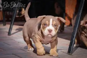 American bully pocket ABKC - luxusní pejskové