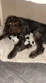 Nabízím štěňata českých fousků po všestranných rodičích