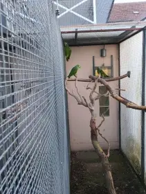 Amazoňan modročelý