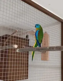 Neoféma tyrkysová sameček