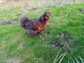 Poslední slepička čoko hedvábničky