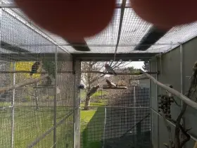 Kroužkovaný Kakadu