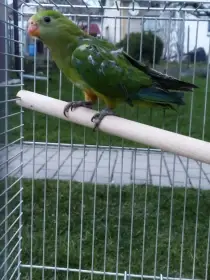 Prodám papouška Nádherného