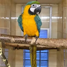 Ara Ararauna – samec