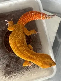 Gekoncik noční samec Green Tangerine