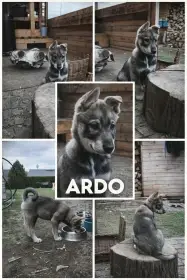 Štěně ARDO - západosibiřská lajka s PP