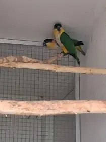 Amazónek černotemenný