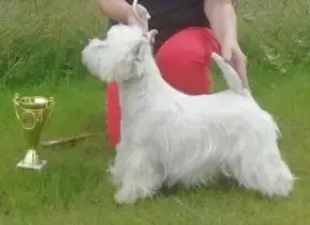 Westík - štěňátka s PP FCI