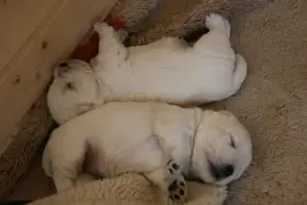 Westík - štěňátka s PP FCI