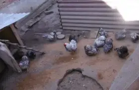 Nabízím násadová vajíčka od zdrobnělých vyandotek