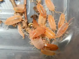 Isopody, Stínky Porcellionides, Trichorhina