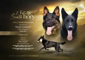 Štěňata Německého ovčáka