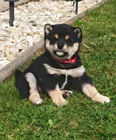 Shiba inu šteniatka