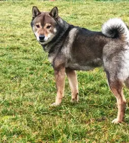 Otec-Yuuma Wakizashi of Tianito