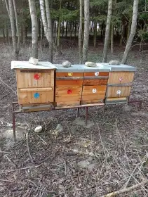 Vyzimované včelstva