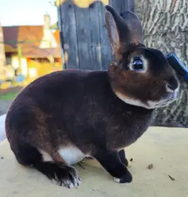 Malý rex v barvě kastorexe - chovná skupina