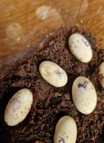 Koupím nechtěně snůšky/vajicka