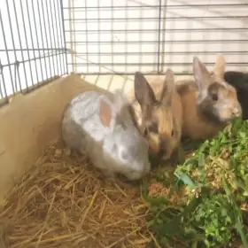 Prodám zakrslé králíčky