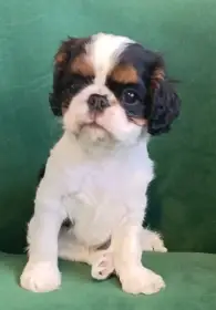 King Charles španěl (spaniel) - štěňě - 1 pejsek