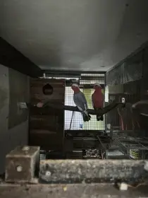 Kakadu růžový 1.1