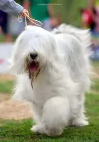 Elisey White Simuran