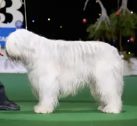 Elisey White Simuran