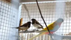 Chůvička japonská