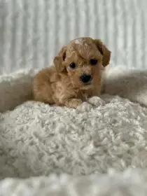 Maltipoo mini štěně