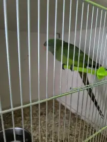 Papoušek nádherný