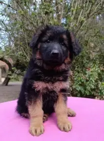 Štěňátka německý ovčák s PP