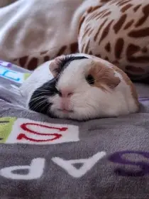 Sháním nejlépe 2-3 let starou, ale zdravou samičku