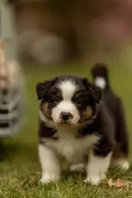 Boromir Australaland - australský ovčák s PP